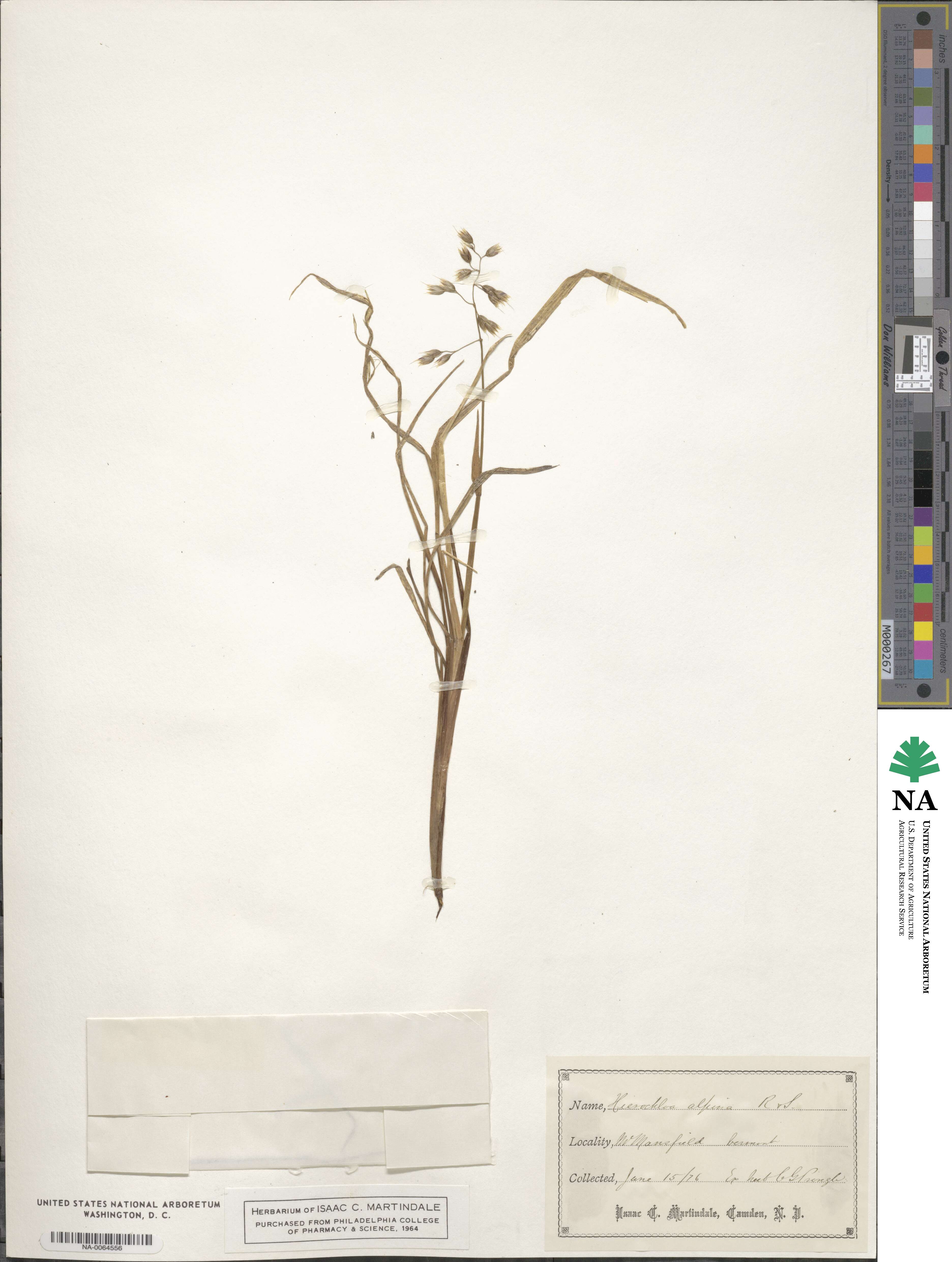 Anthoxanthum monticola image