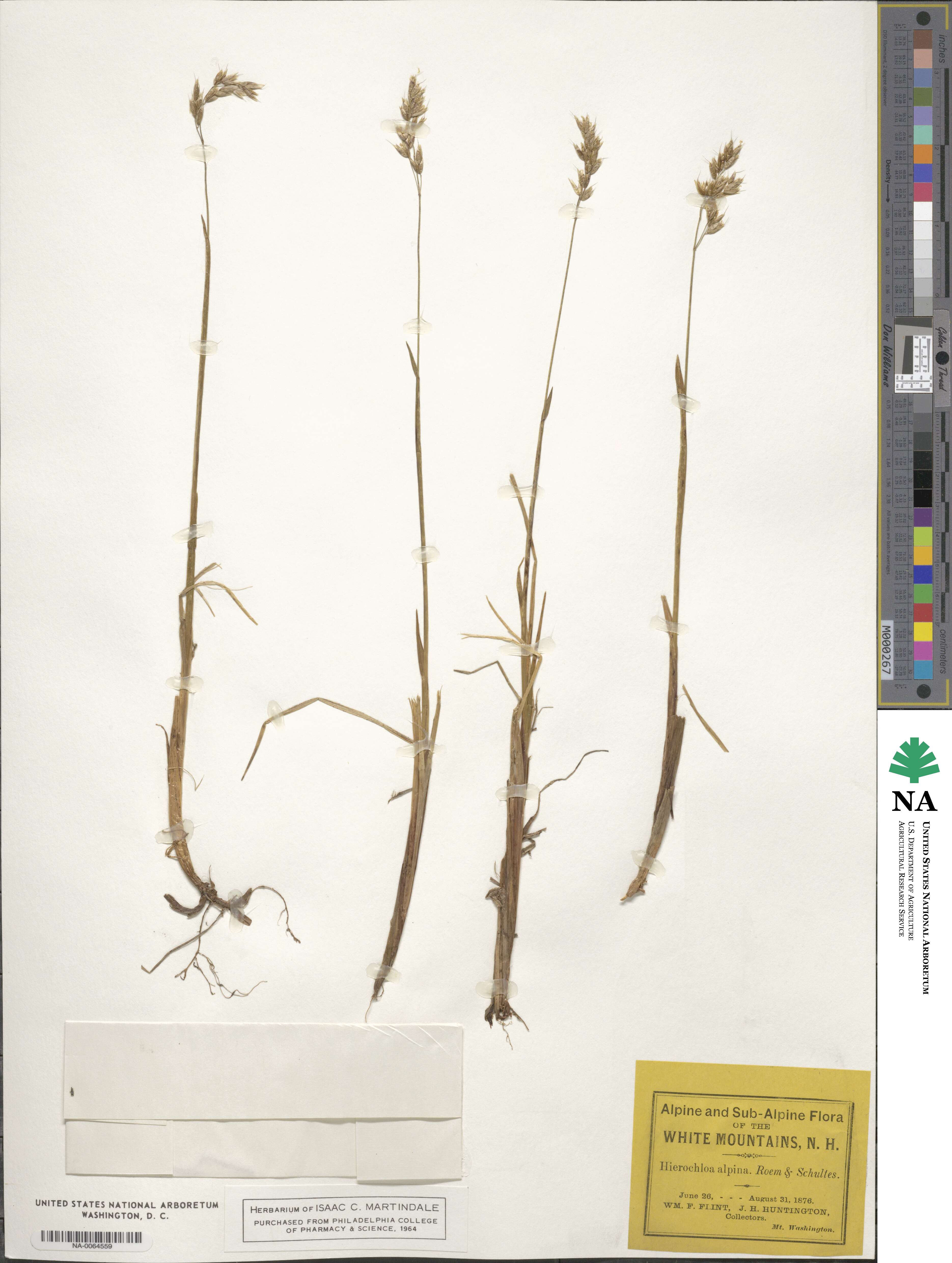 Anthoxanthum monticola image