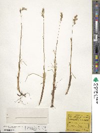 Anthoxanthum monticola image