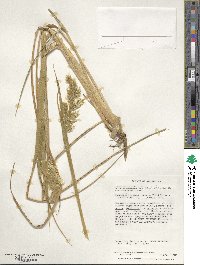 Anthoxanthum redolens image