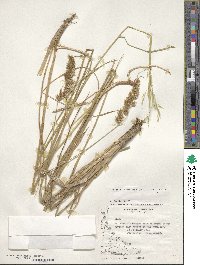 Anthoxanthum redolens image