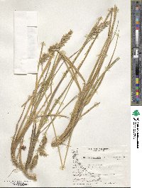 Anthoxanthum redolens image