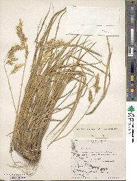 Anthoxanthum redolens image