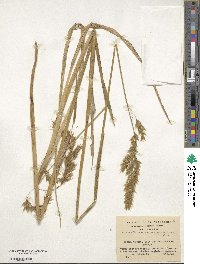 Anthoxanthum redolens image