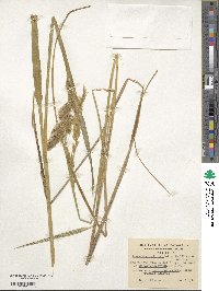 Anthoxanthum redolens image