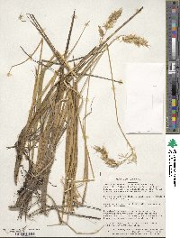 Anthoxanthum redolens image