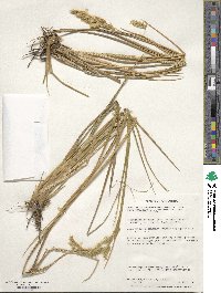 Anthoxanthum redolens image