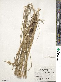 Anthoxanthum redolens image