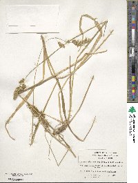 Anthoxanthum redolens image