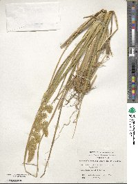 Anthoxanthum redolens image