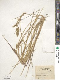 Anthoxanthum redolens image