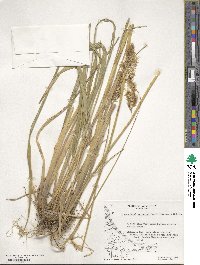 Anthoxanthum redolens image