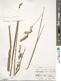 Anthoxanthum redolens image