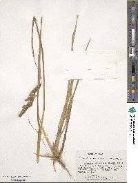 Anthoxanthum redolens image