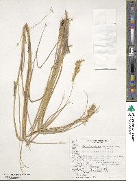 Anthoxanthum redolens image