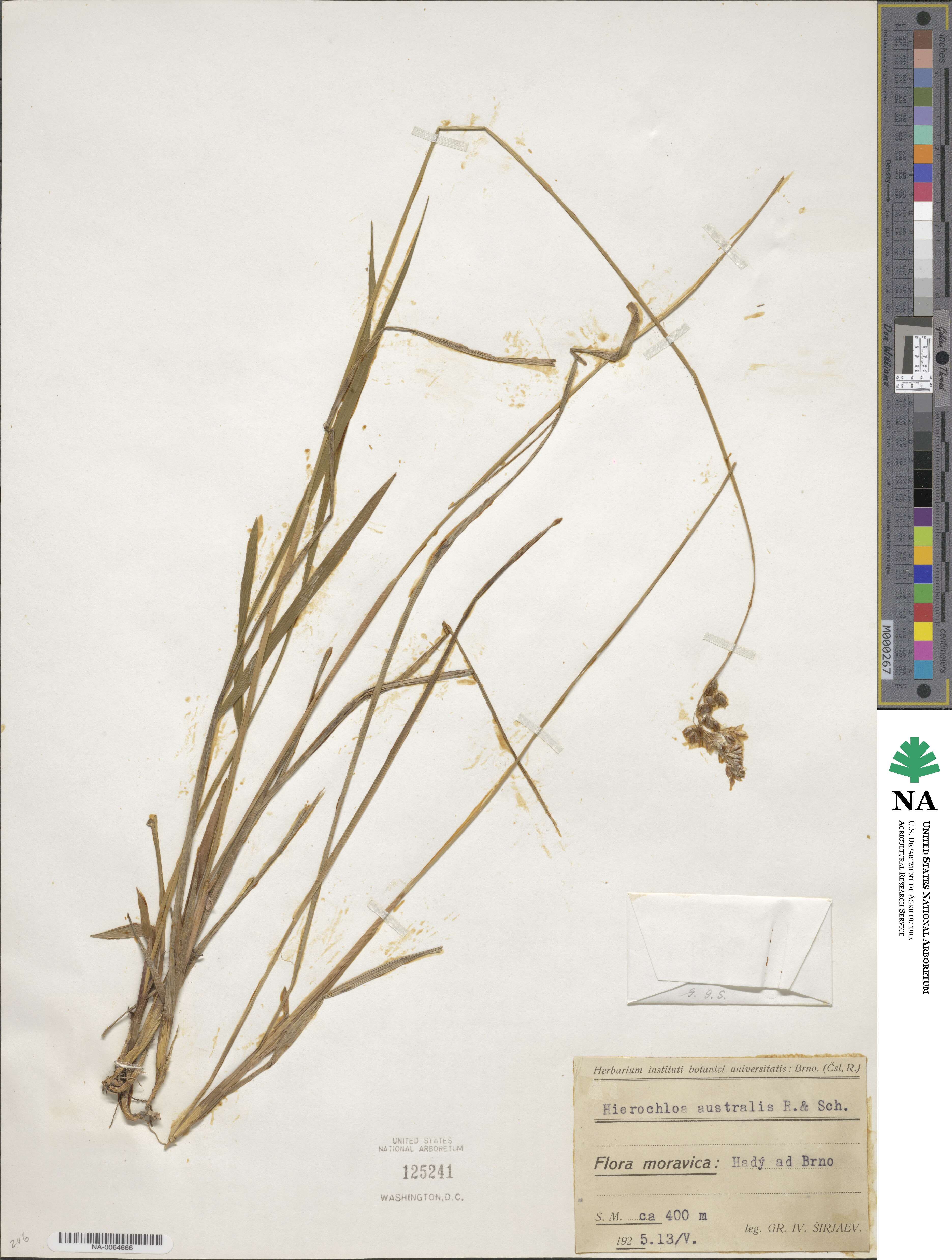 Anthoxanthum australe image