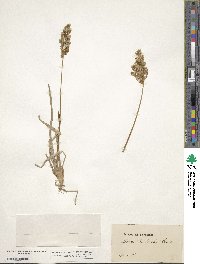 Anthoxanthum nitens image