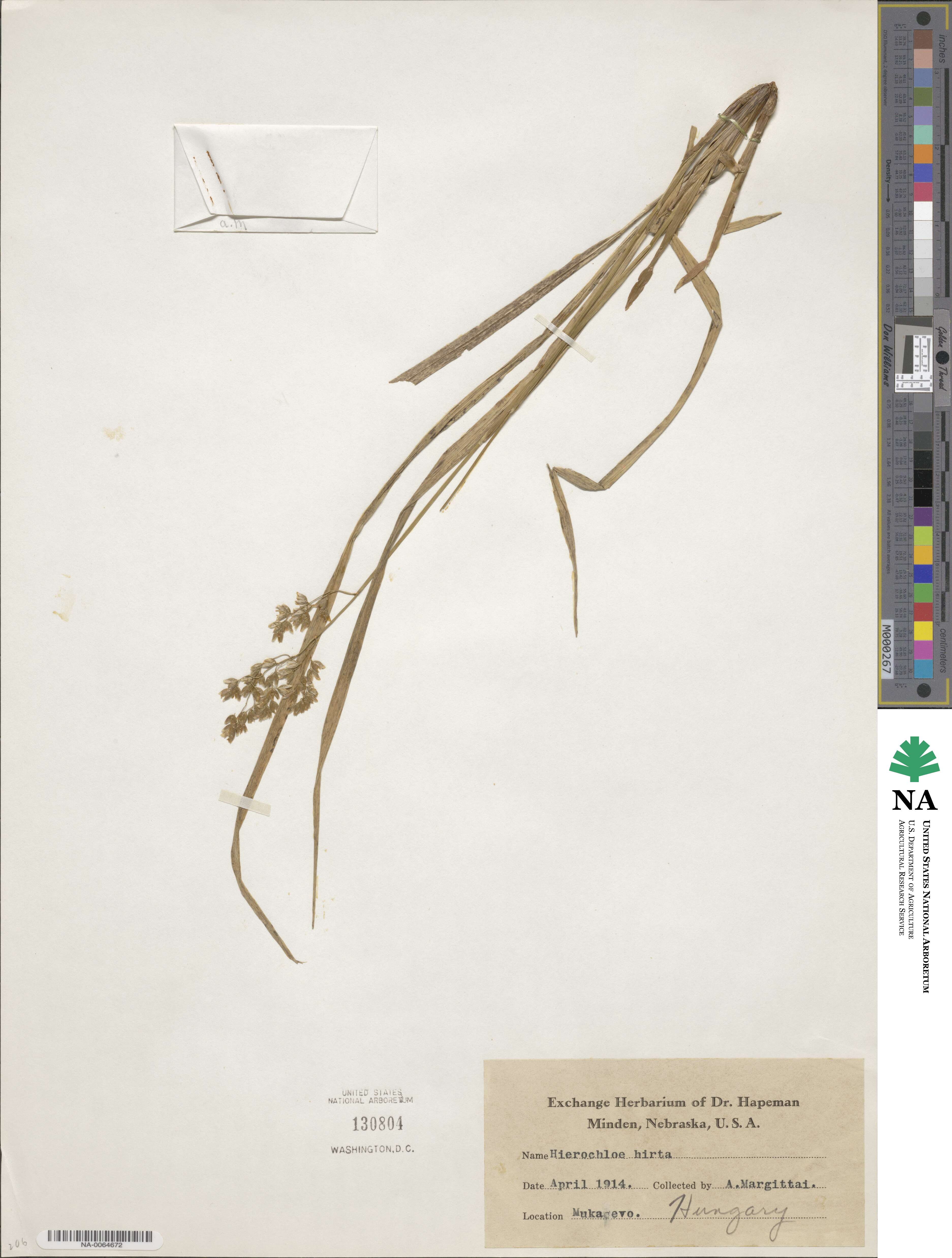 Anthoxanthum nitens image