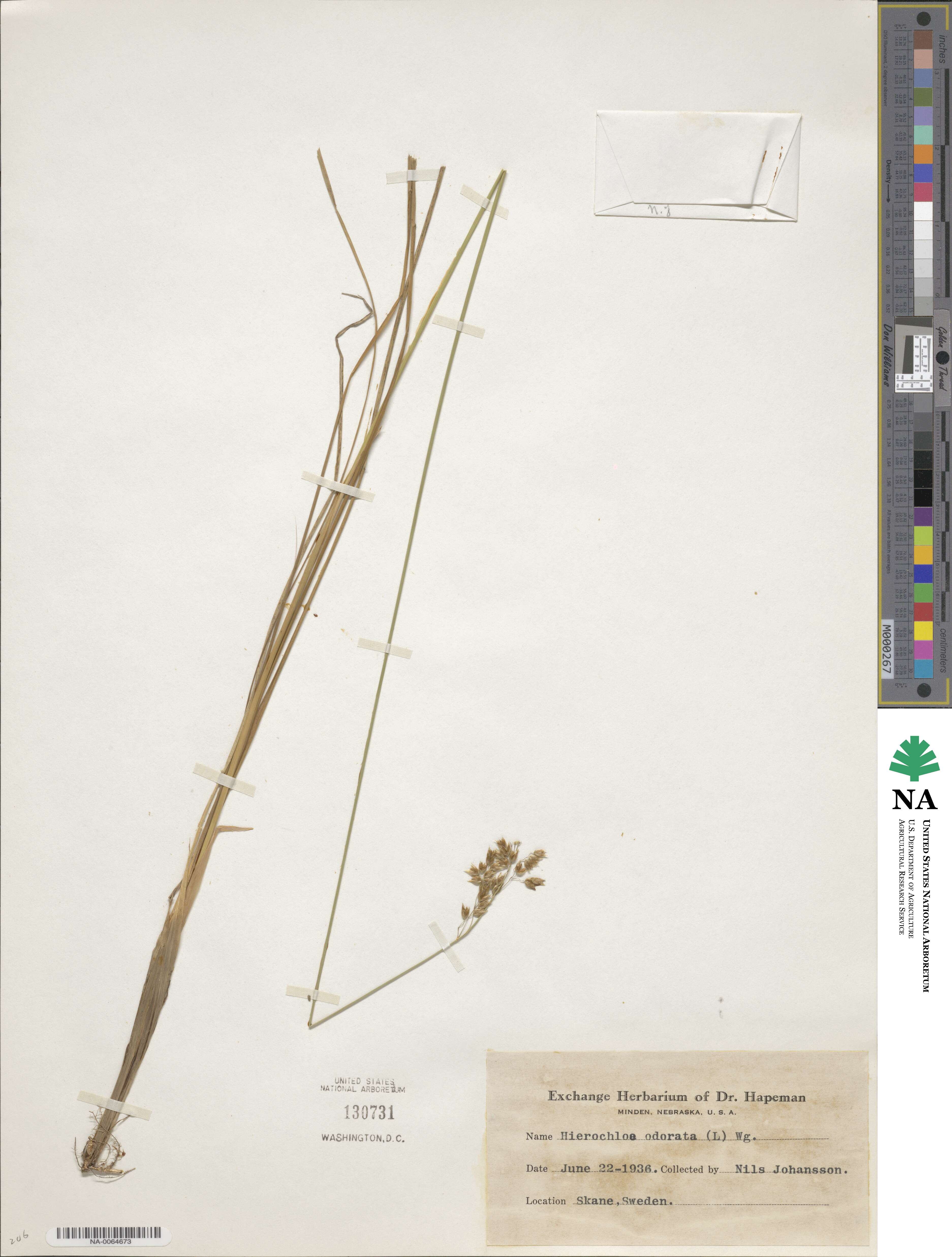 Anthoxanthum nitens image