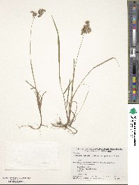 Anthoxanthum nitens image