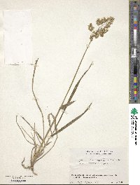 Anthoxanthum nitens image