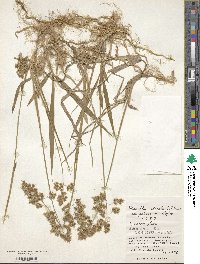 Anthoxanthum nitens image