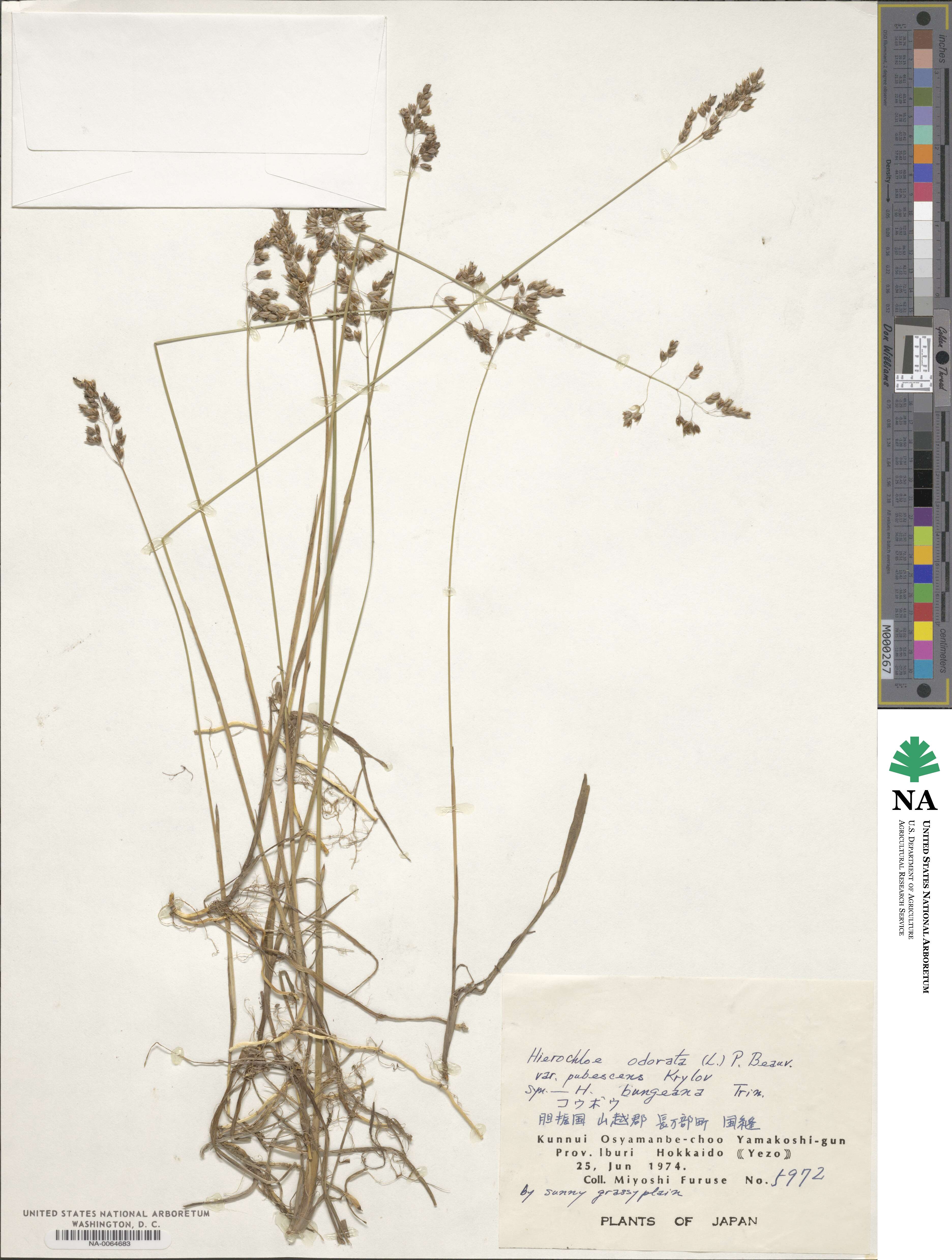 Anthoxanthum nitens image
