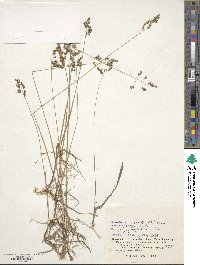 Anthoxanthum nitens image