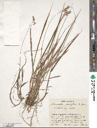 Image of Anthoxanthum pluriflorum