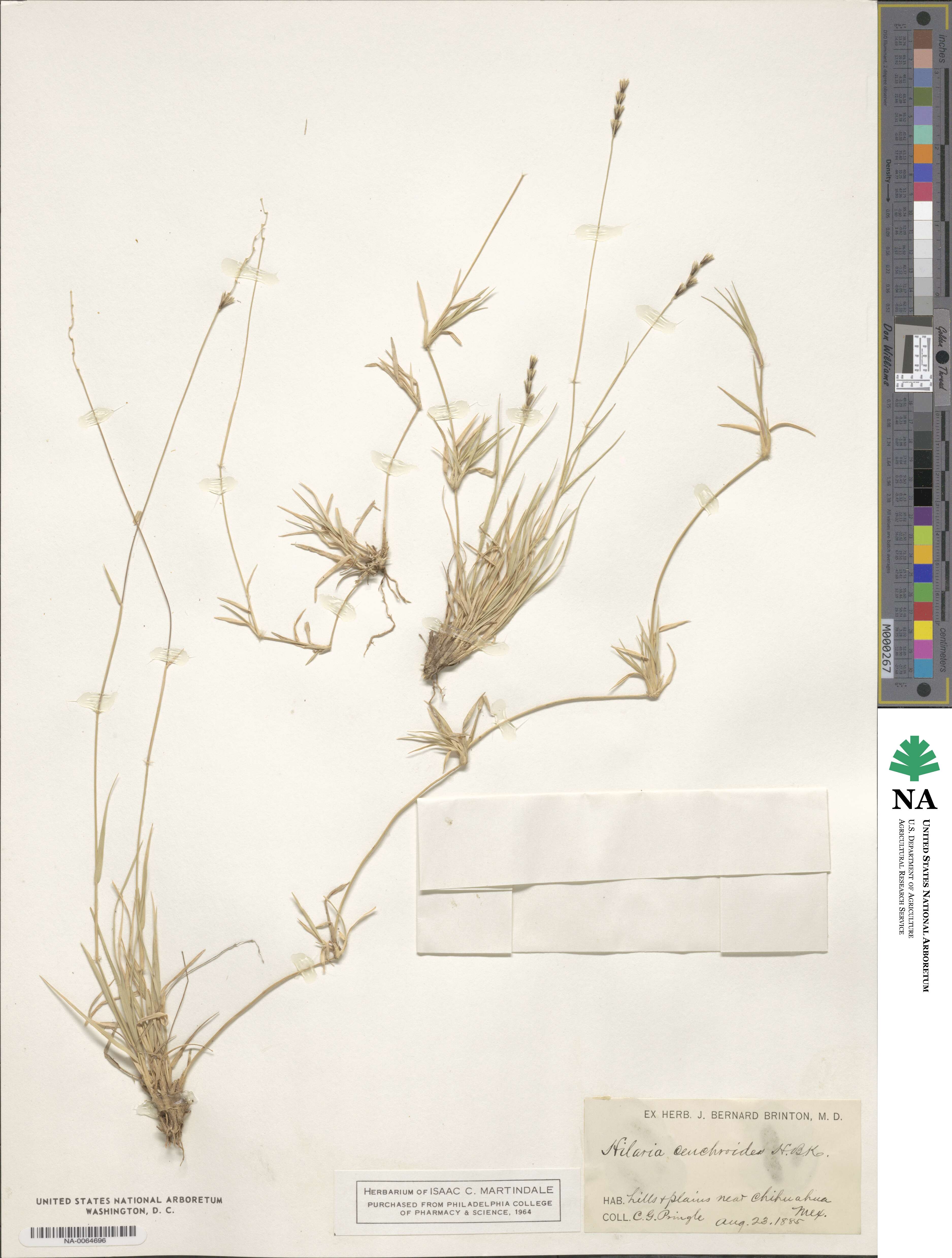 Hilaria cenchroides image