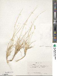 Hilaria jamesii image