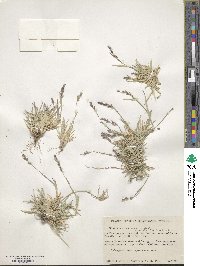 Hilaria cenchroides image