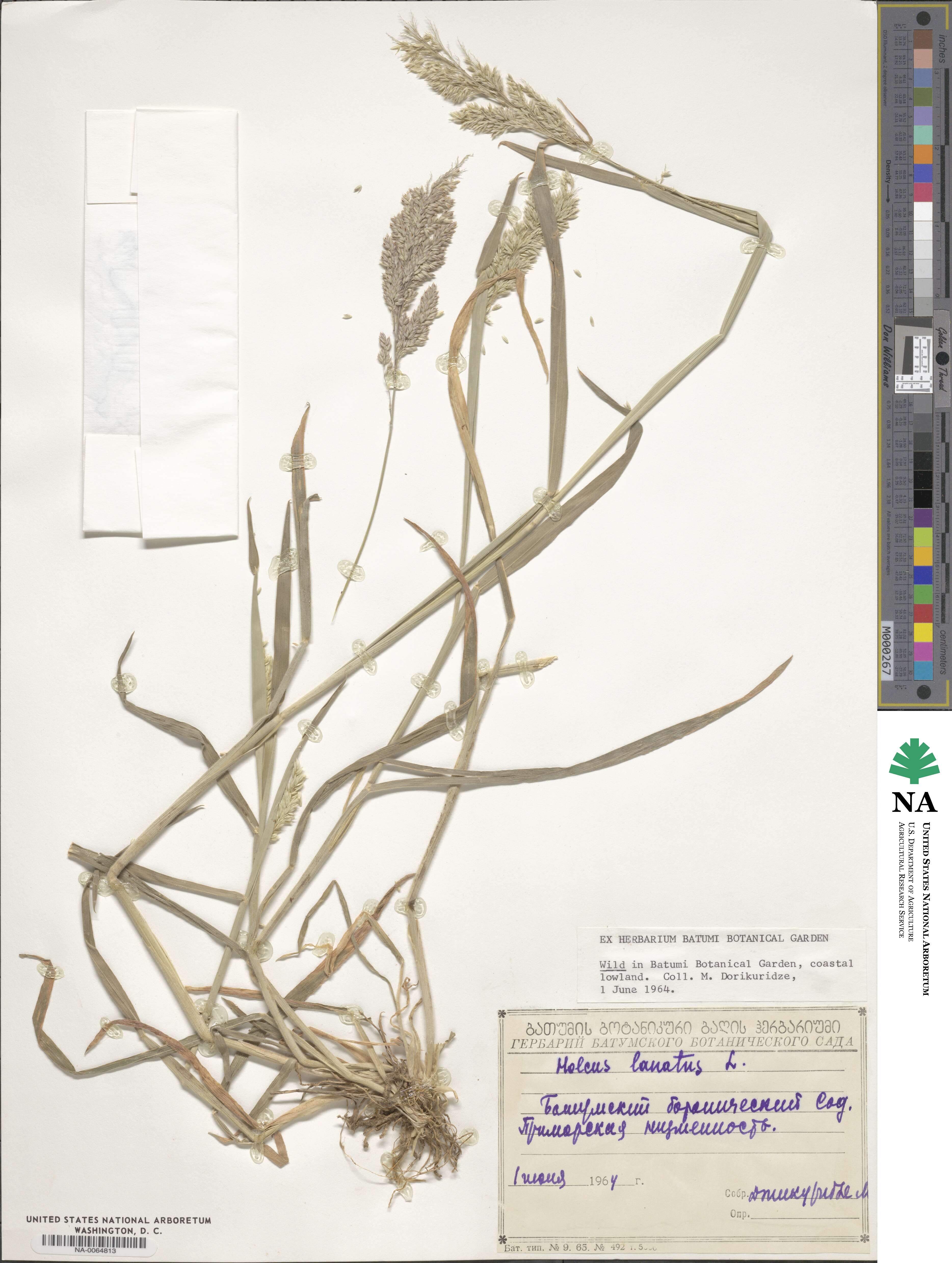 Holcus lanatus image