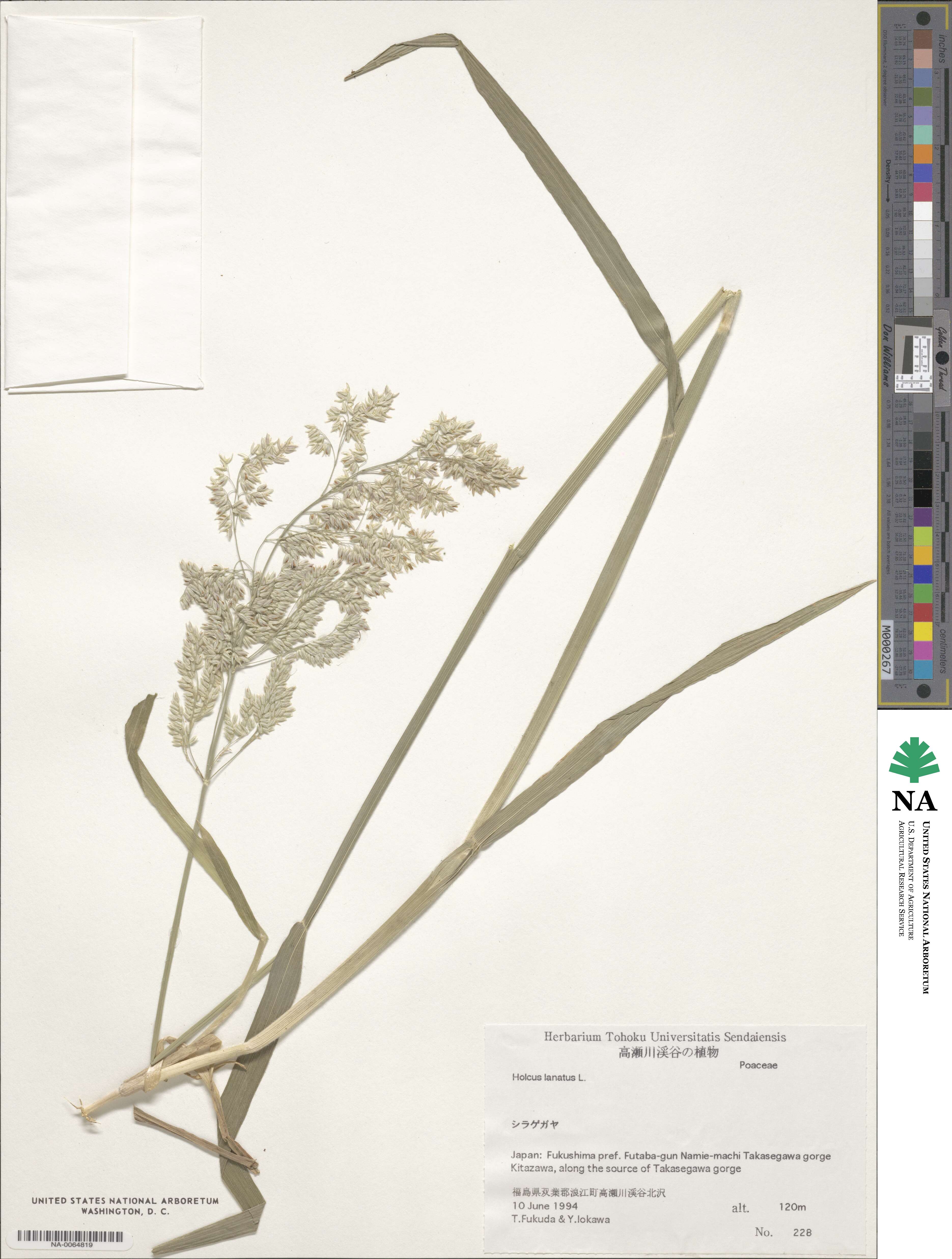 Holcus lanatus image