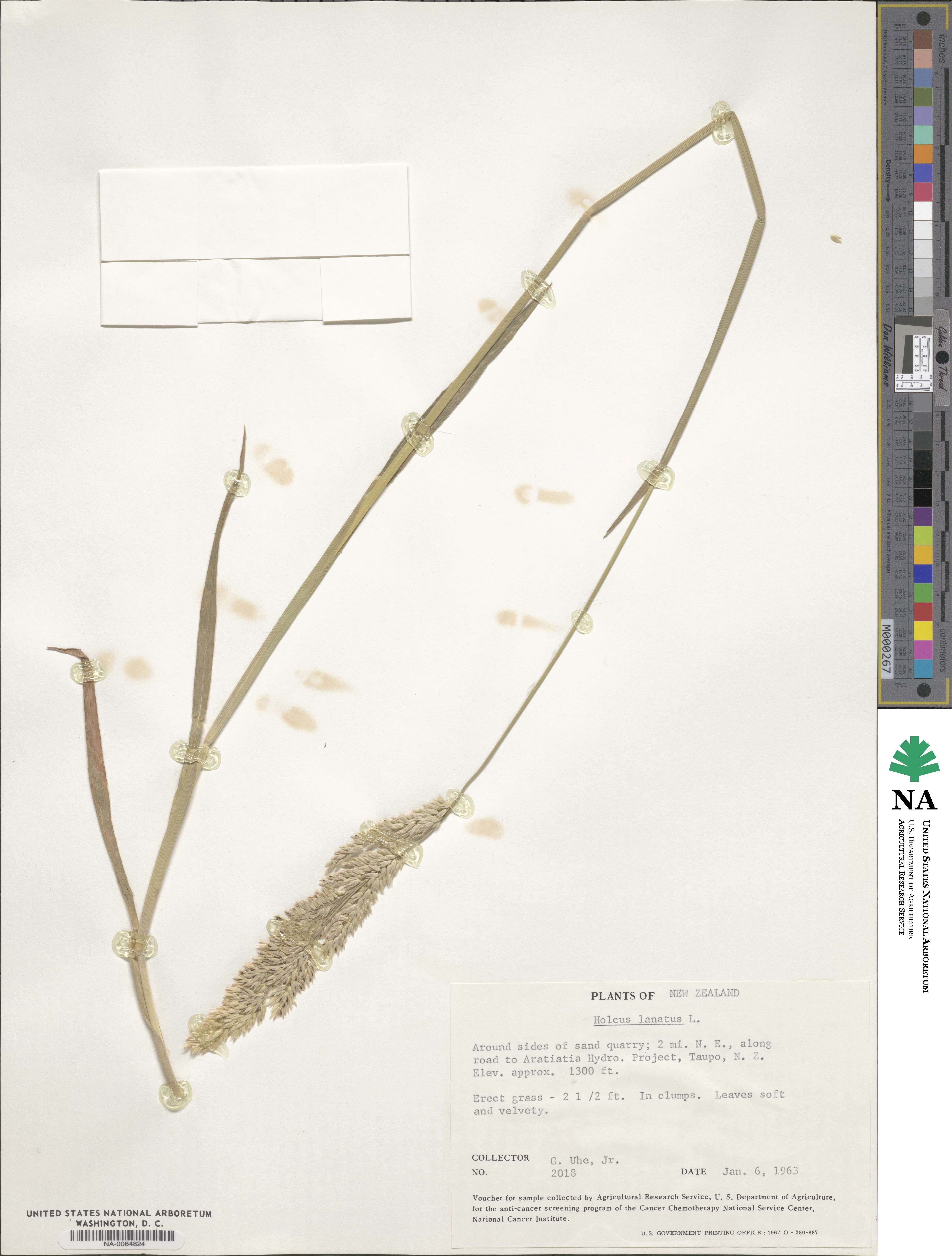 Holcus lanatus image
