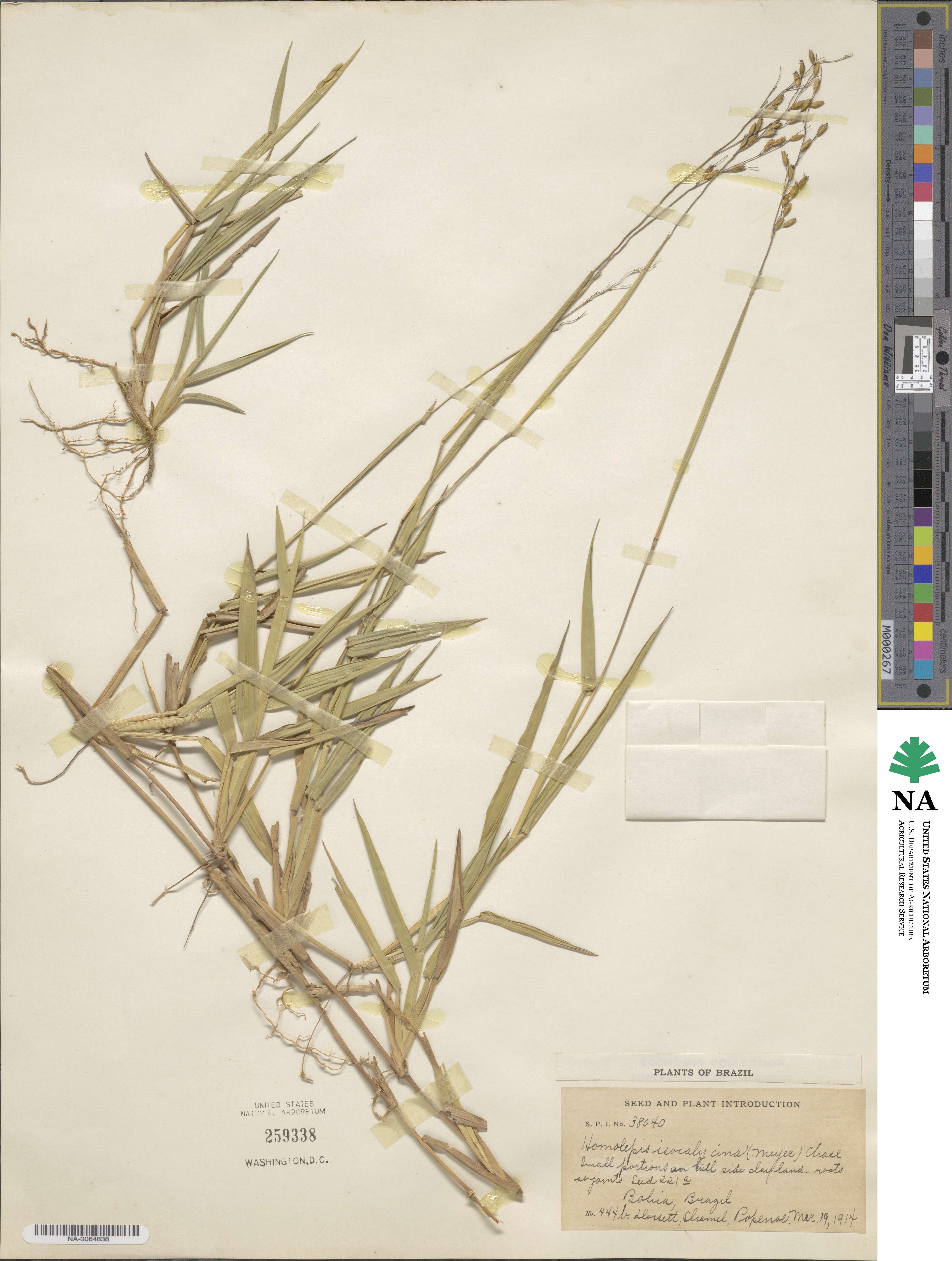 Homolepis isocalycia image