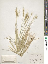 Hordeum jubatum image