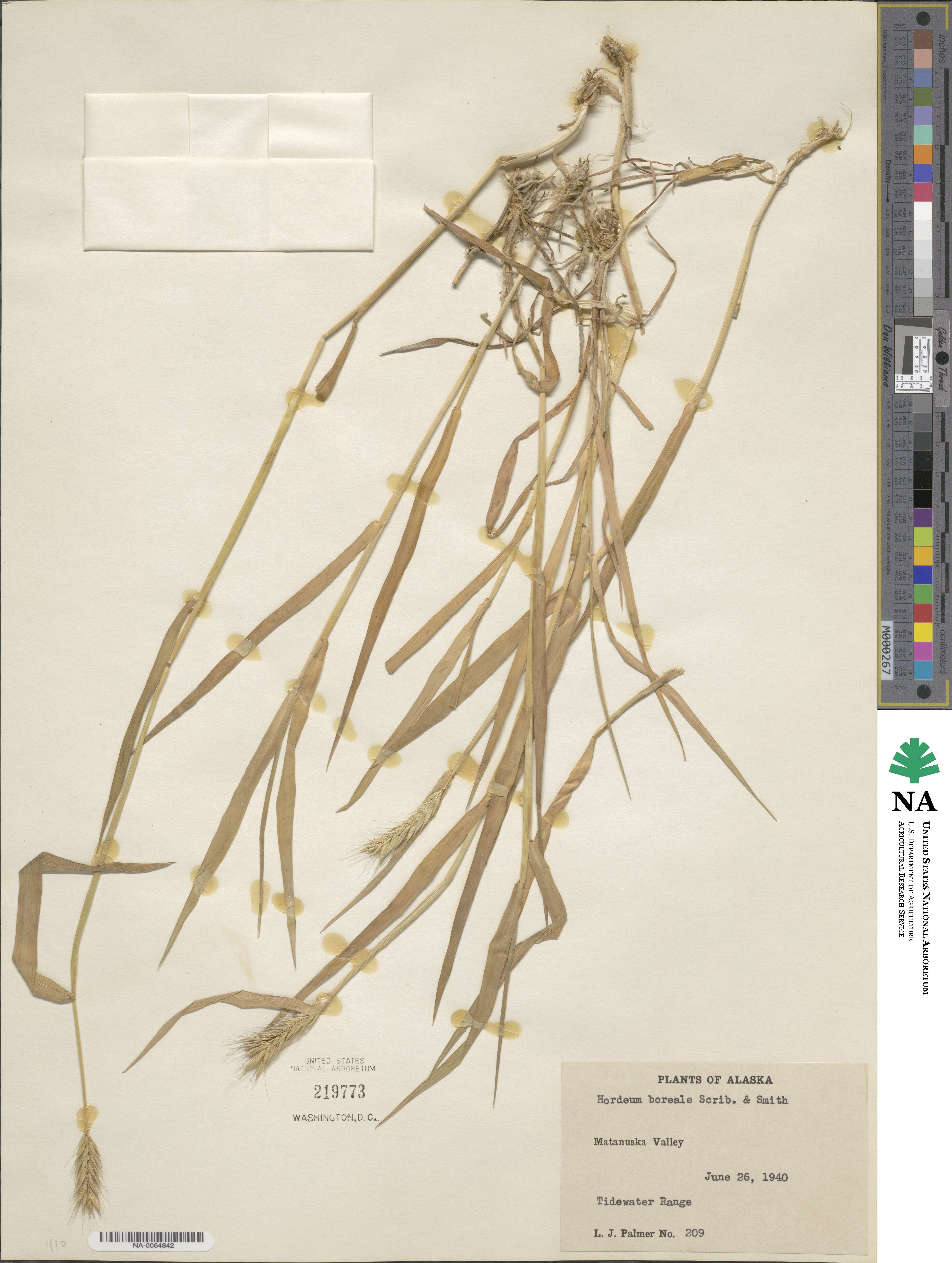 Hordeum brachyantherum subsp. brachyantherum image