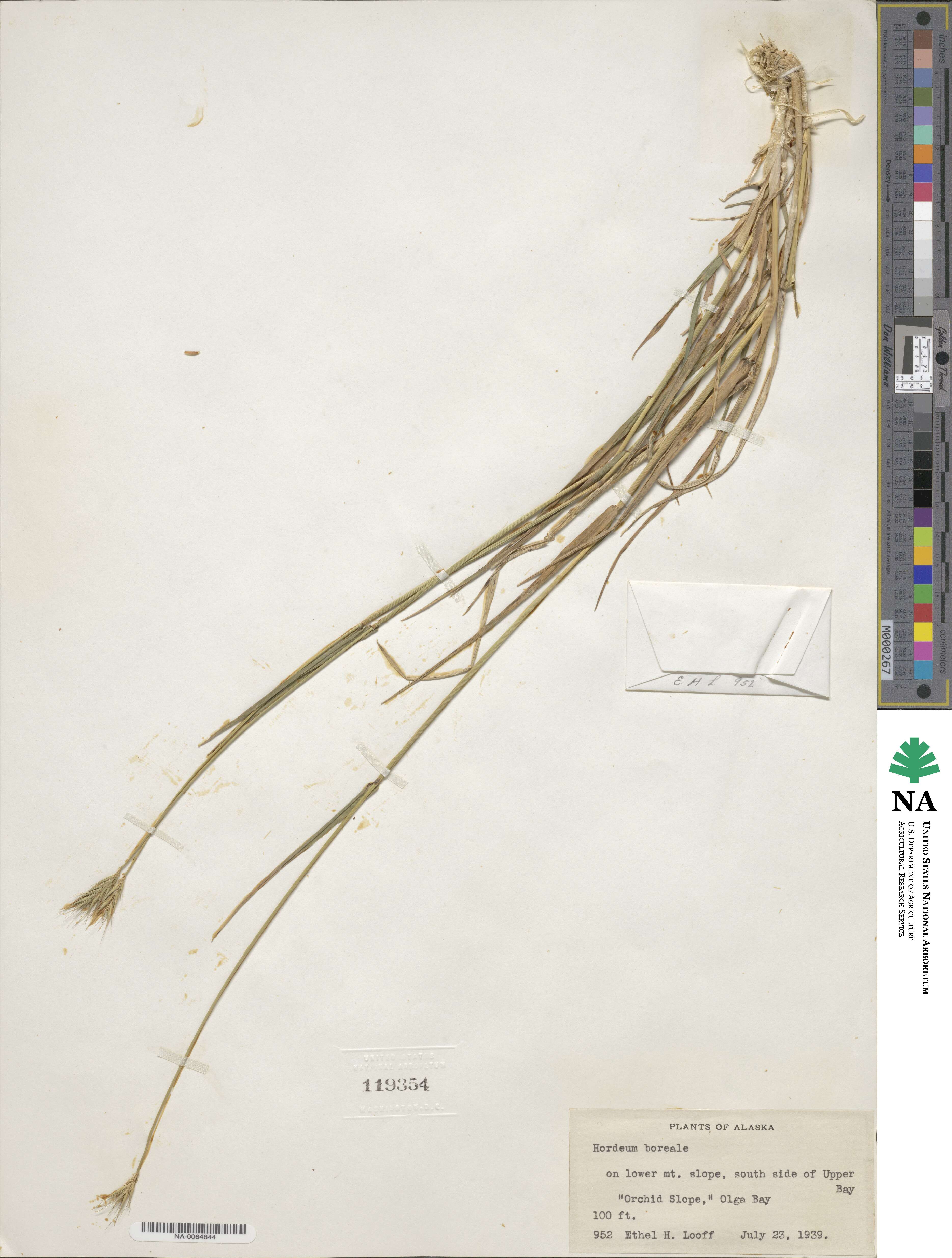 Hordeum brachyantherum image