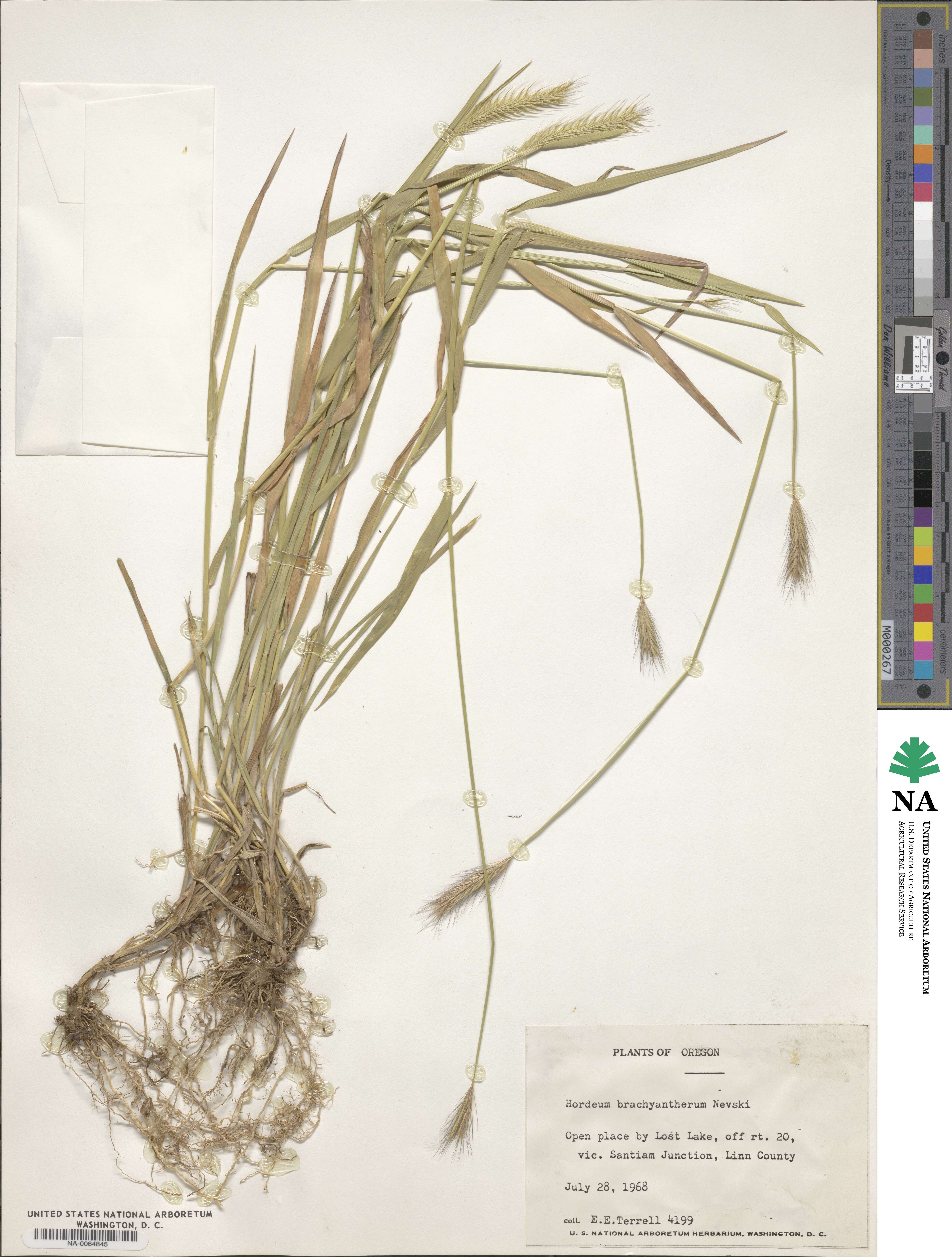 Hordeum brachyantherum image
