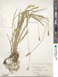 Hordeum brachyantherum subsp. brachyantherum image