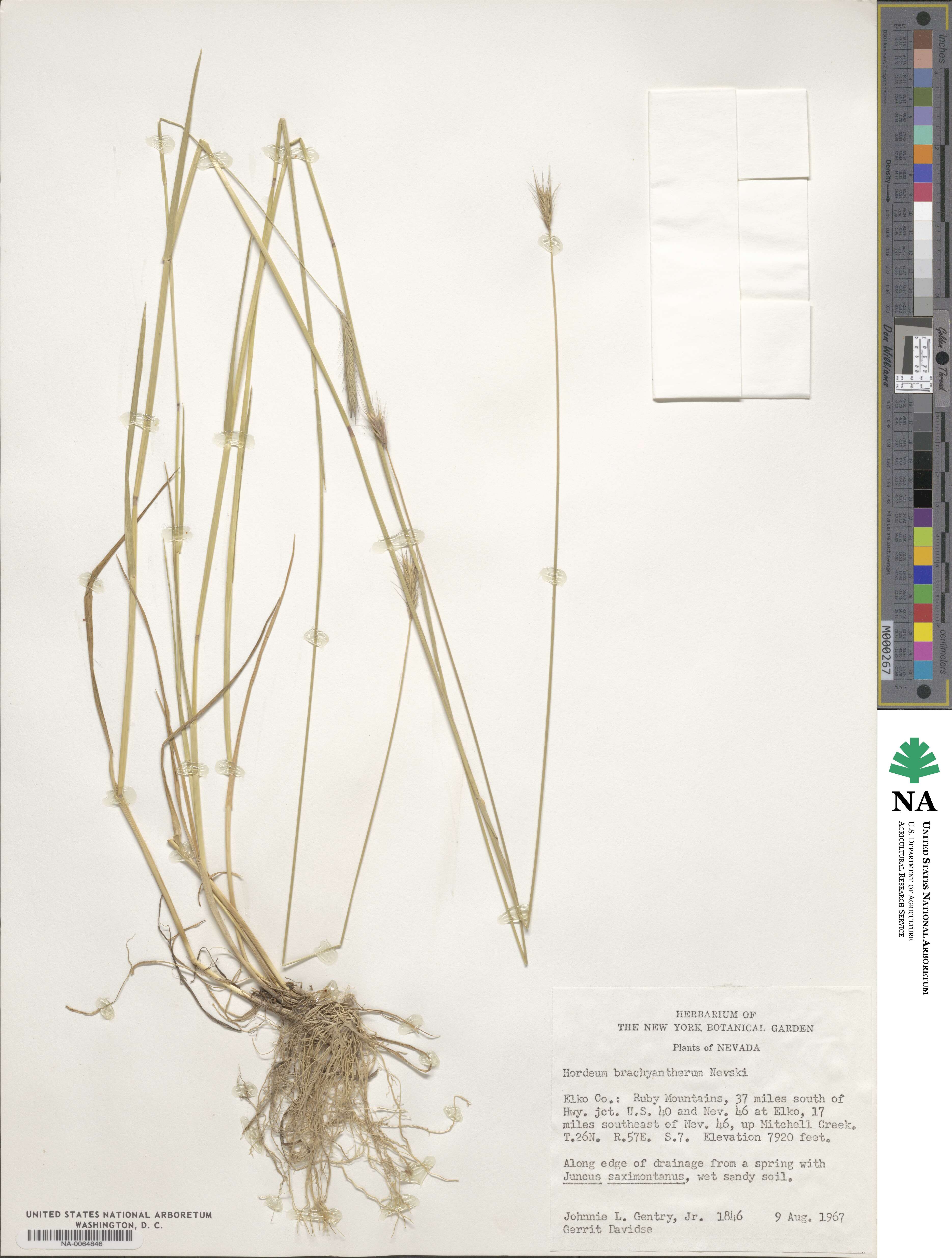 Hordeum brachyantherum image
