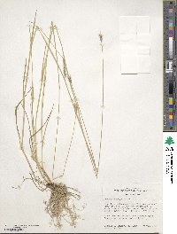 Hordeum brachyantherum subsp. brachyantherum image