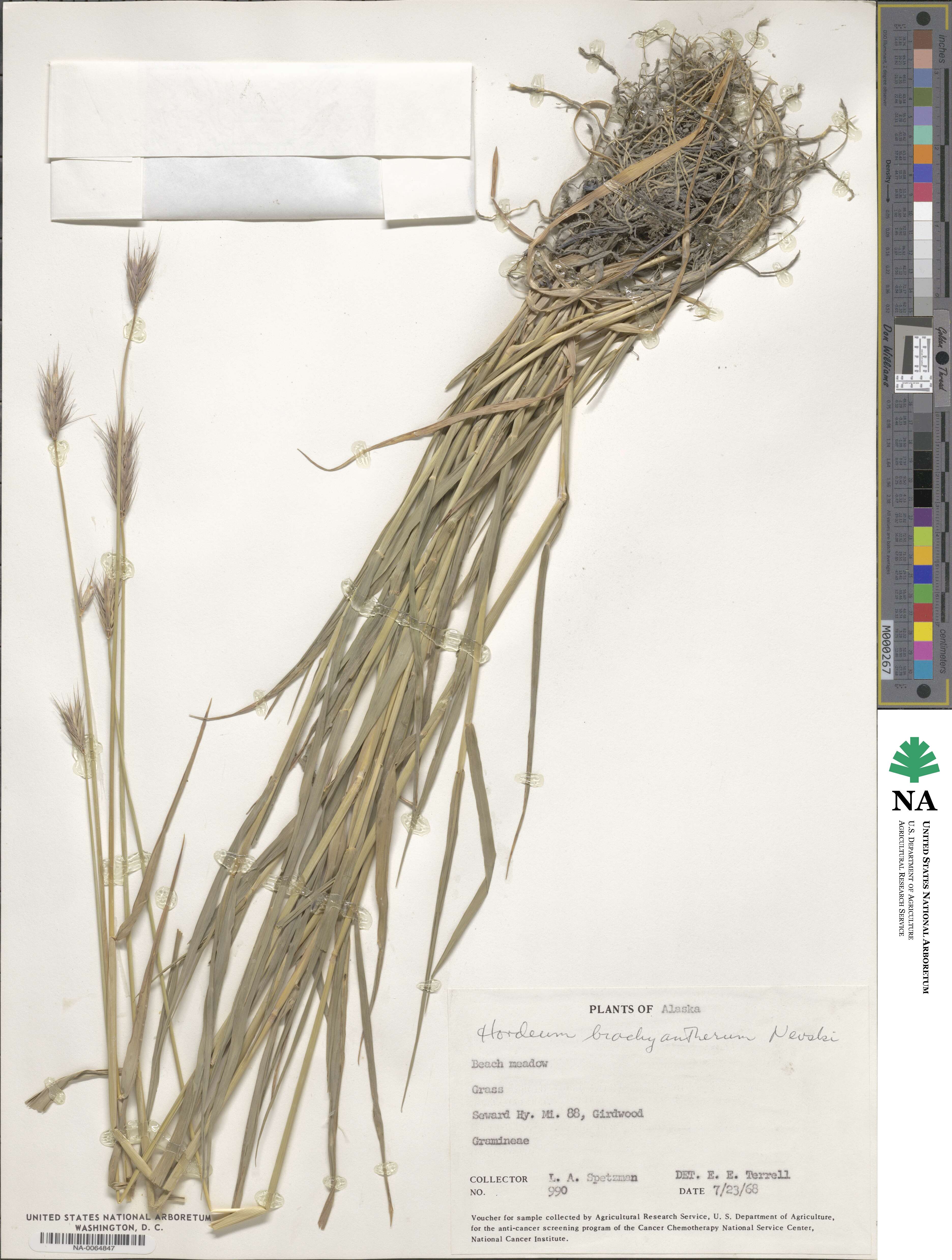 Hordeum brachyantherum image