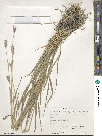 Hordeum brachyantherum subsp. brachyantherum image