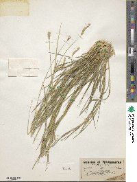 Hordeum brevisubulatum image