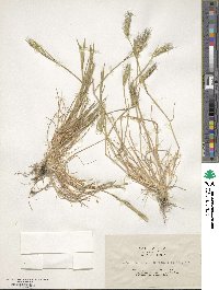 Hordeum depressum image