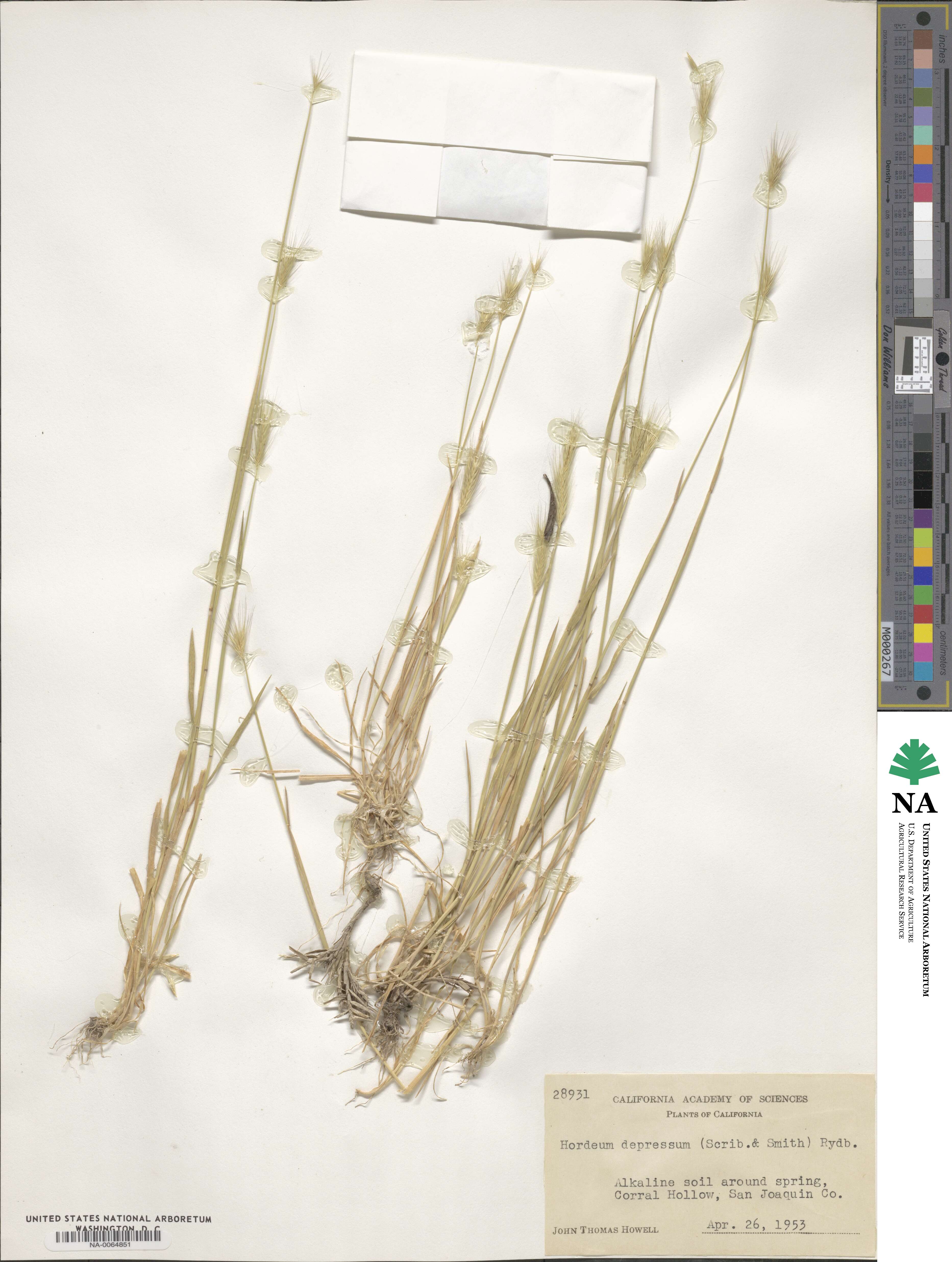 Hordeum depressum image