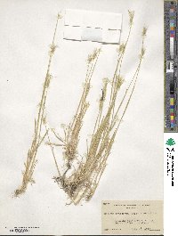 Hordeum depressum image