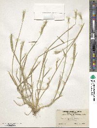 Hordeum depressum image